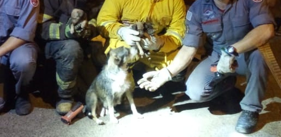 Cachorros foram resgatados após desabamento em Bauru — Foto: Corpo de Bombeiros/Divulgação