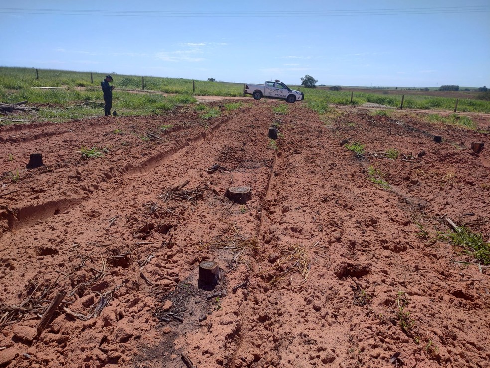 Sitiante foi multado em mais de R$ 64 mil por uso de fogo em vegetação, em Junqueirópolis (SP) — Foto: Polícia Militar Ambiental
