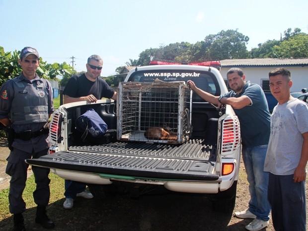 Animal foi receberá avaliação do veterinário da Secretaria de Meio Ambiente do Estado (Foto: Marcos Costa / Arquivo Pessoal)