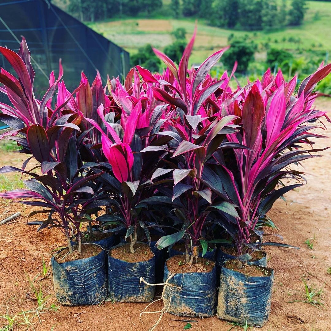 Como plantar dracena-vermelha em casa (Foto: Reprodução / Instagram / @plantasgerais)