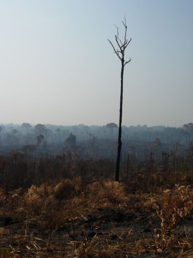 Estudo mapeou todas as razões que levam a alterações ambientais por meio do desmatamento (Foto: Alexander Lees via BBC News Brasil)