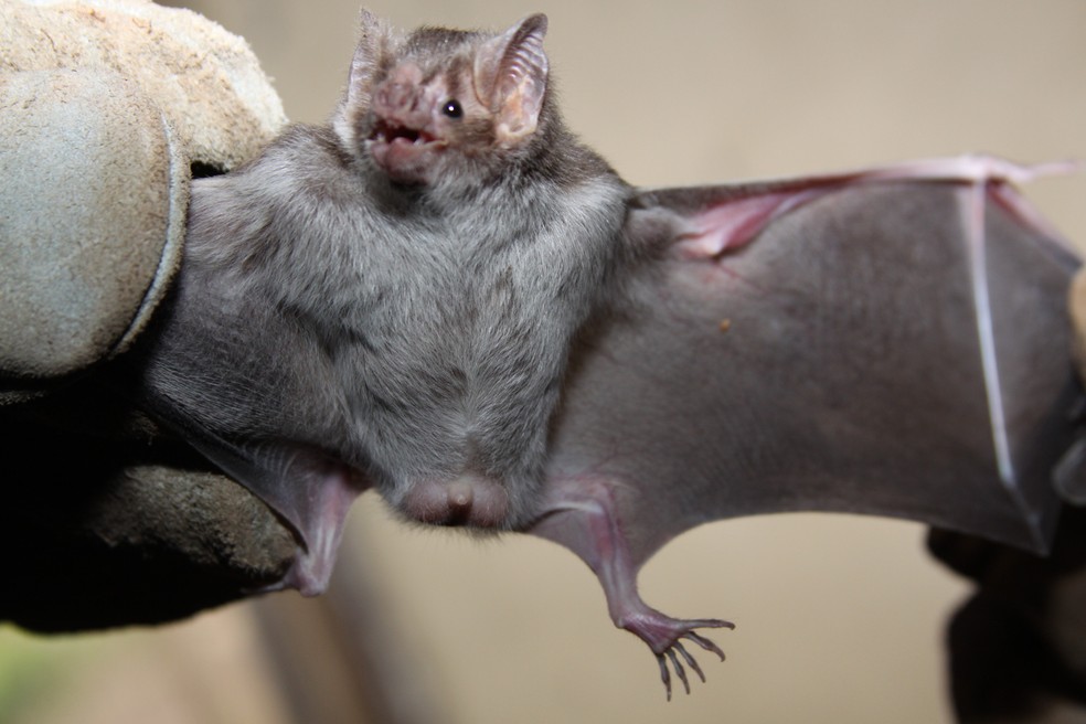 Morcegos hematófagos são principais transmissores do vírus da raiva (Foto: Lenito Abreu/Adapec)