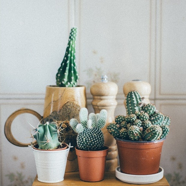 Mini cactos: como cuidar das suas plantinhas (Foto: Thinkstock) Mini cactos: como cuidar das suas plantinhas (Foto: Thinkstock)