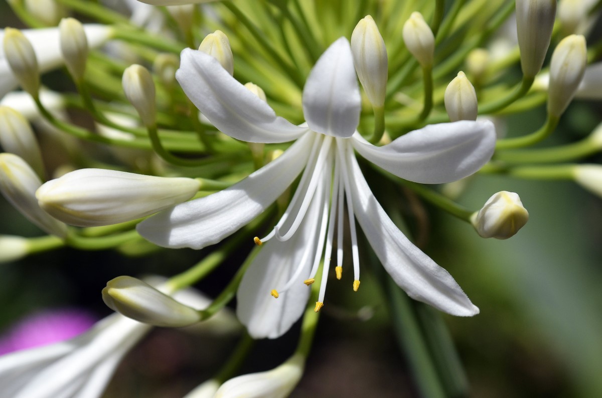As flores dessa espécie, originária do sul da África. surgem no final da primavera e início do verão (Foto: Flickr / jagar41_ Juan Antonio / CreativeCommons)