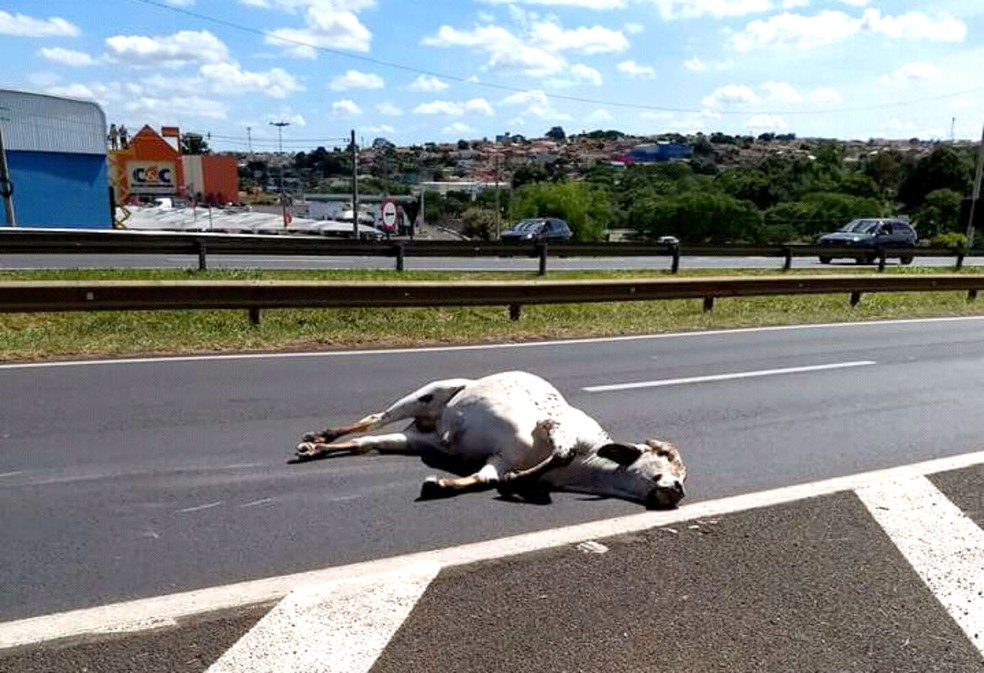 Vaca Ã© atropelada por caminhÃ£o em rodovia em Bauru e acaba sacrificada (Foto: Arquivo pessoal)