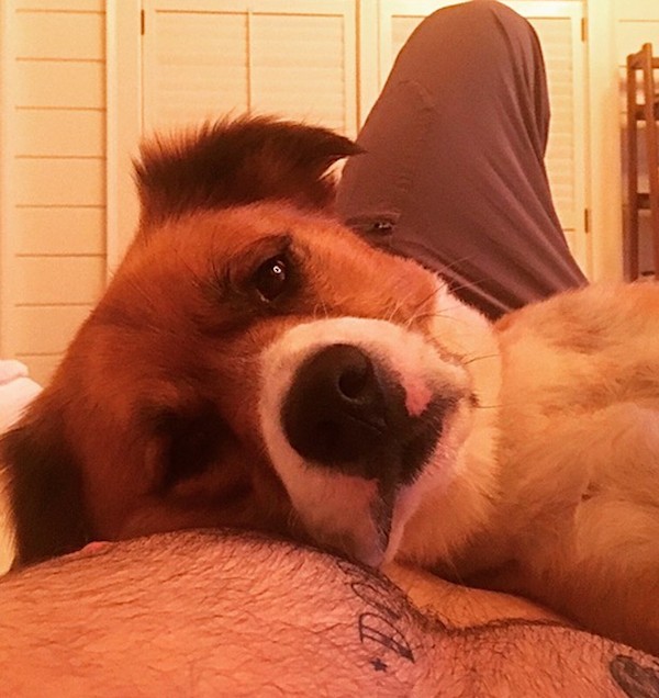 A foto compartilhada pelo ator Chris Evans com o cãozinho Dodger deitado em seu peito (Foto: Instagram)