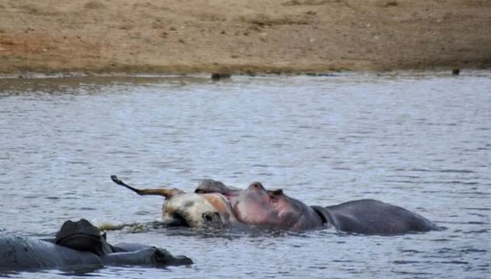 Hipop&oacute;tamo e Impala &mdash; Foto: Reprodu&ccedil;&atilde;o / Latest Sightings 