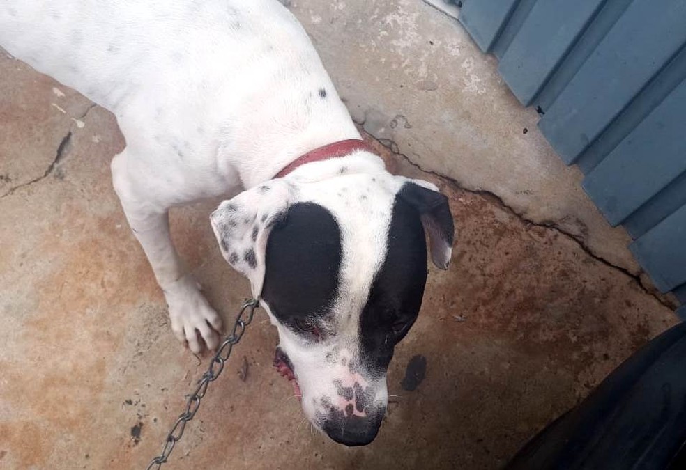 Cachorro da raça pitbull atacou criança em Cordeirópolis — Foto: Arquivo Pessoal