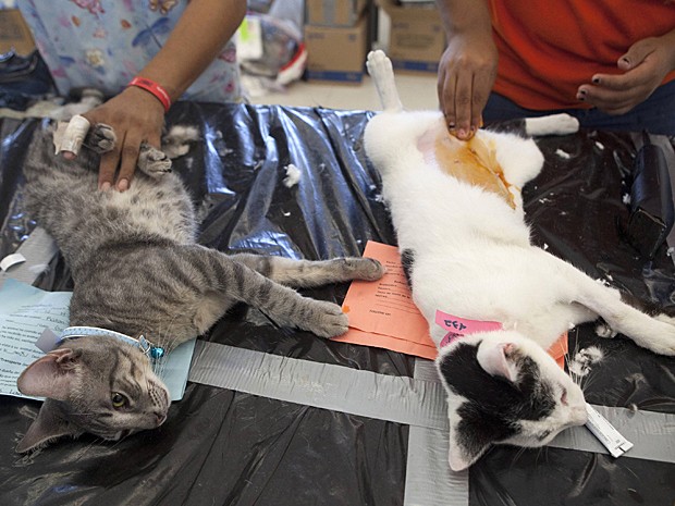 Gatos esterilizados (Foto: Victor Ruiz Garcia/Reuters)