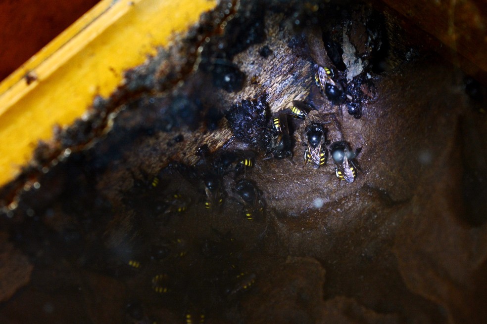 EspÃ©cies de abelhas sem ferrÃ£o, como a MandaÃ§aia, sÃ£o apresentadas aos visitantes da Expoflora â Foto: Mirela Von Zuben/G1