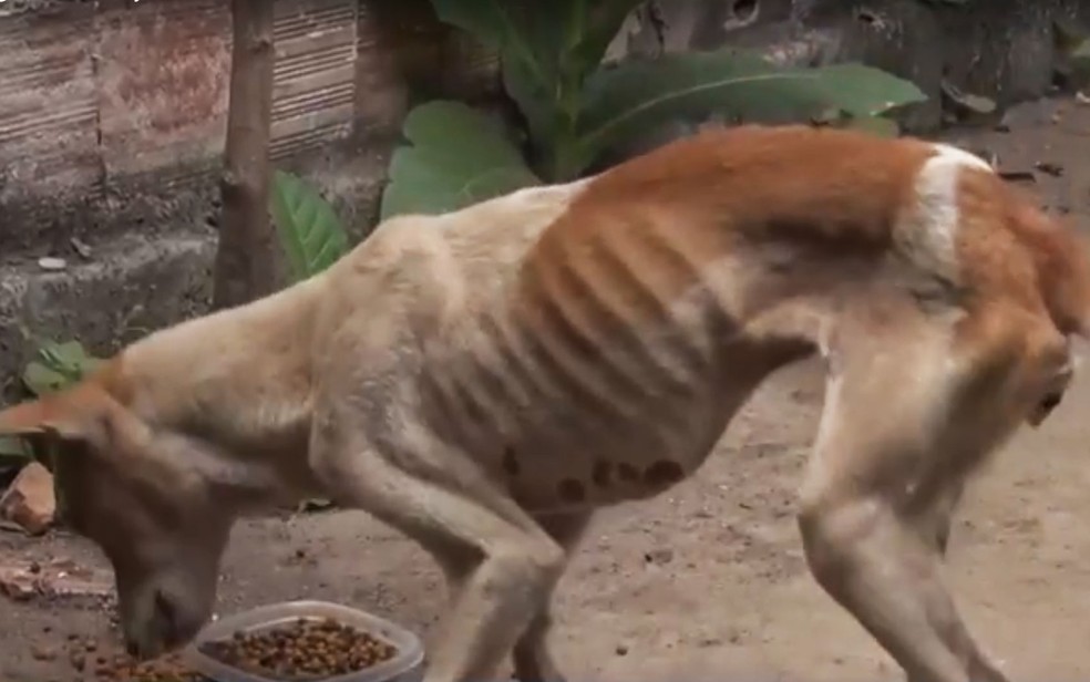 Cão desnutrido foi resgatado em imóvel na cidade de Teixeira de Freitas, no sul da Bahia — Foto: Reprodução/ TV Santa Cruz