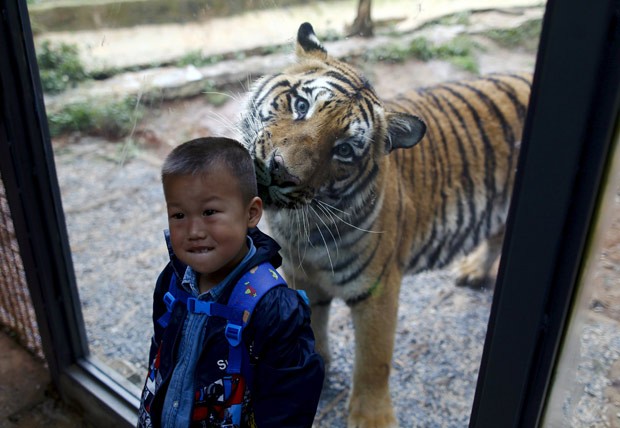 Tigre parecia fazer pose ao ser fotografado com menino em zoo chinês (Foto: Wong Campion/Reuters)