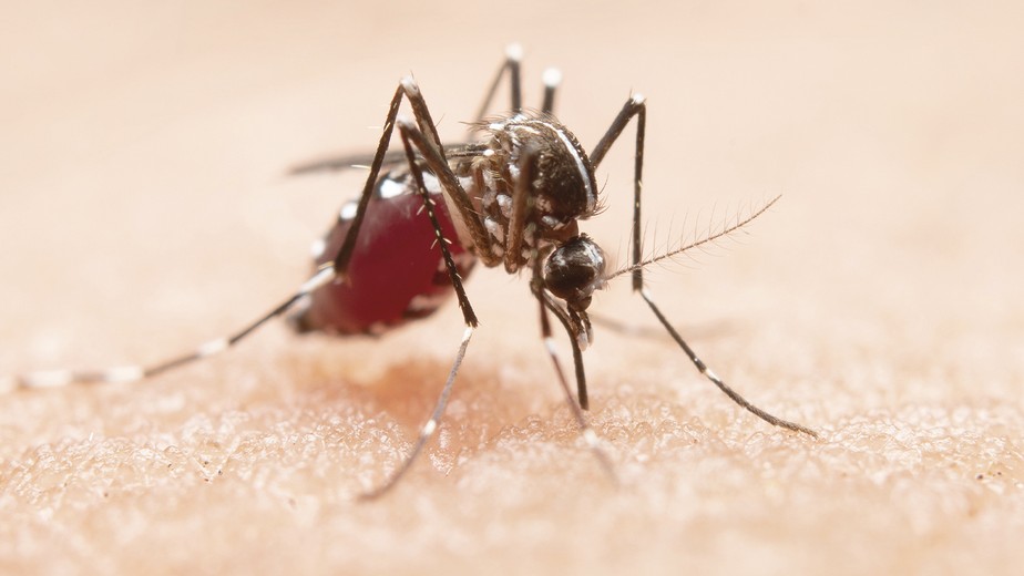 “Estou com dengue?” saiba quais são os sintomas e tratamentos da doença