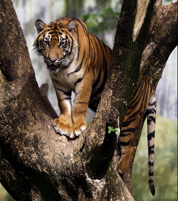 O primeiro bota um mar pra fora #tigres #tiger #animals