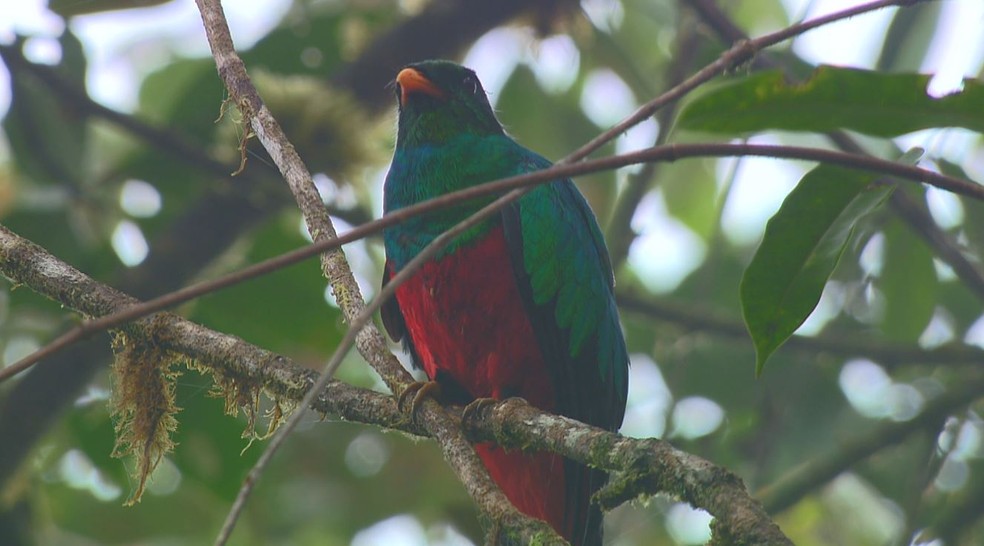 O Quetzal chama atenção pela plumagem colorida. (Foto: Ricardo Custódio/TG)