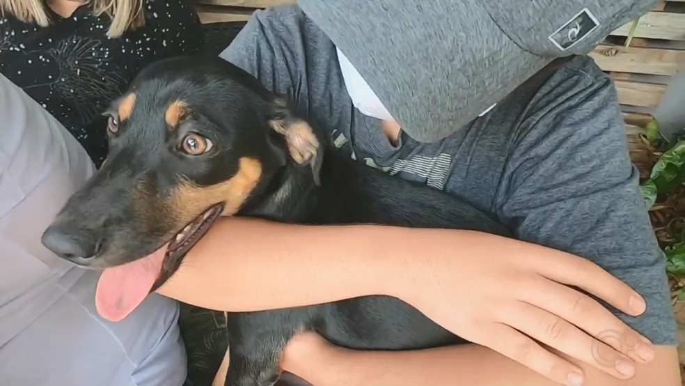 Cãozinho foi adotado por família de Rio Preto  — Foto: Reprodução/TV TEM 