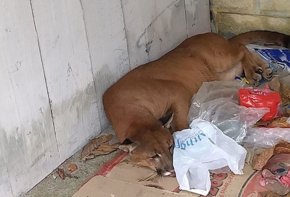 Leão-baio apareceu em uma casa no bairro Mar Grosso (Foto: PM Ambiental/Divulgação)