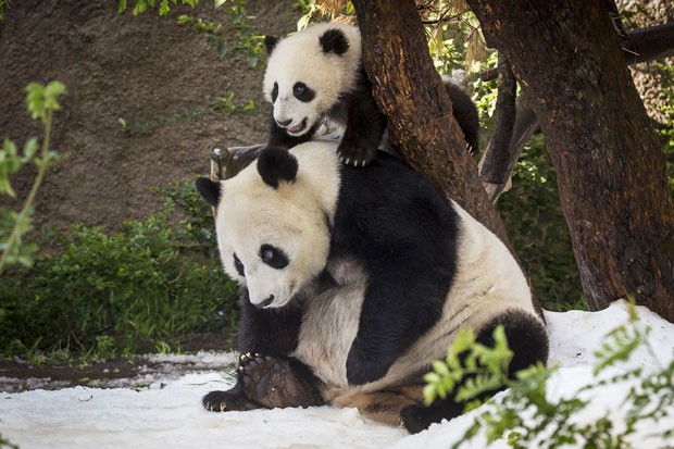 Xiao Liwu aproveitou para brincar na neve com a mãe, Bau Yun, e escalar suas costas (Foto: Reuters/Ken Bohn/San Diego Zoo)