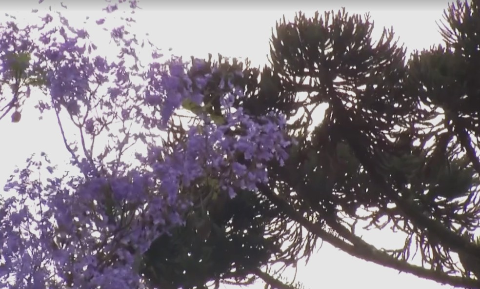 Petrópolis (Foto: Reprodução/ TV Globo)