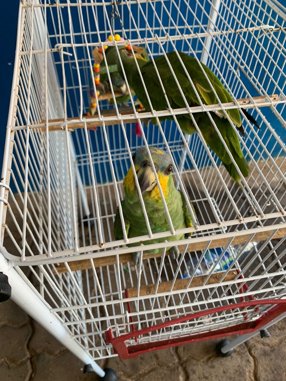 Aves silvestres também foram apreendidas. — Foto: Divulgação