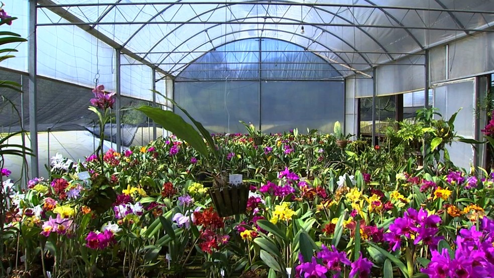 Orquídea é uma das plantas mais procuradas para presentear no Dia das Mães  | Nosso Campo | G1