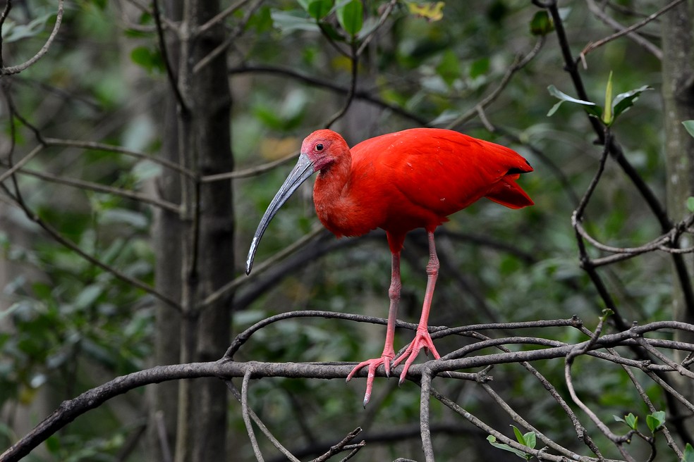 Uma Das Mais Belas Aves Do Mundo Tem Filhote Completamente Diferente Dos Pais Terra Da Gente G1 Mas há aquelas que não se enquadram nesse padrão de beleza. uma das mais belas aves do mundo tem