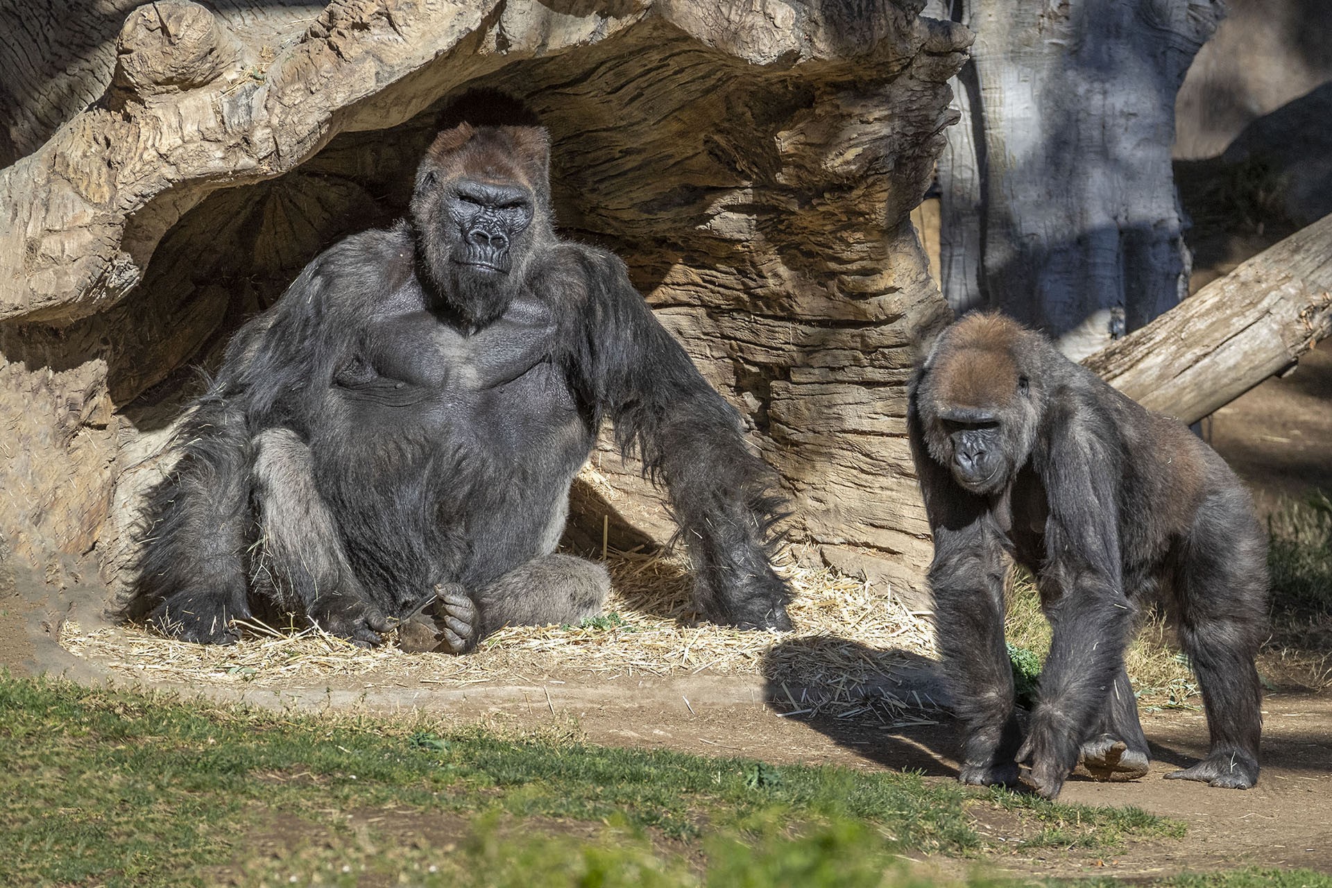 Gorilas de zoológicos nos Estados Unidos estão com Covid-19 (Foto: San Diego Zoo Safari Park)