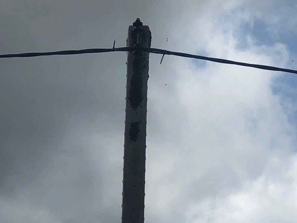 Enxame de abelhas se instalou no topo de um poste de energia elétrica no sítio Estrela, em Barbalha, no interior do Ceará — Foto: Reprodução