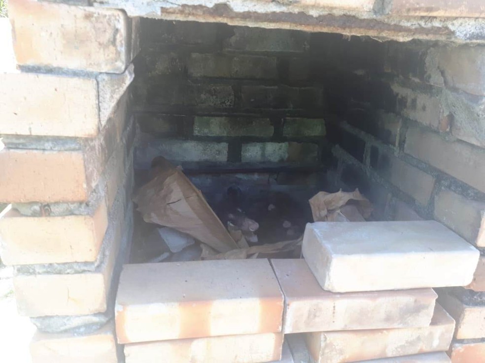Família de gambás é encontrada dentro de churrasqueira — Foto: Divulgação/Ascom