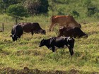 Criadores tentam se recuperar das perdas causadas pela seca na BA