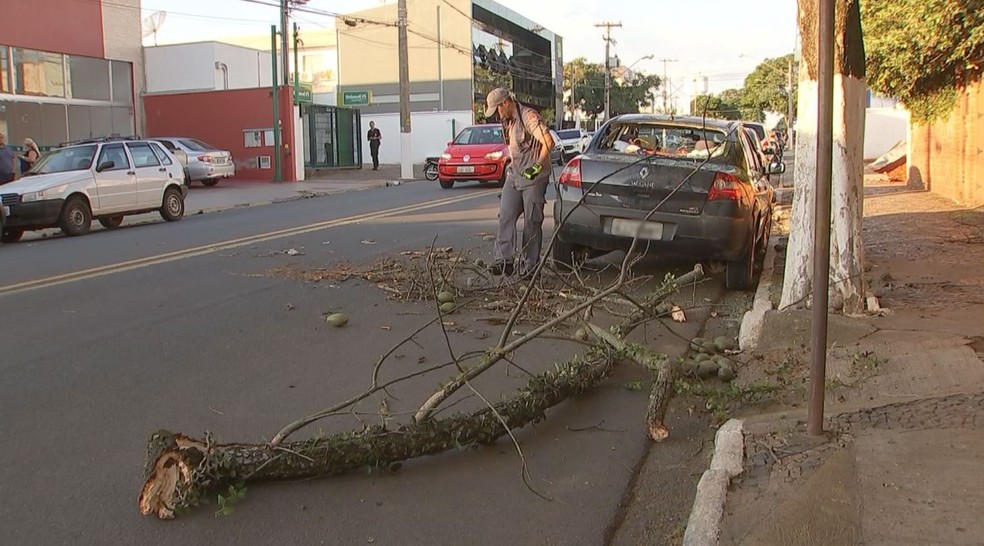Galho de Ã¡rvore cai sobre carro e danifica veÃ­culo em Itapetininga (SP) â€” Foto: ReproduÃ§Ã£o/TV TEM
