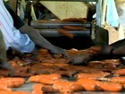 Técnicas garantem produção constante de cenoura em MG