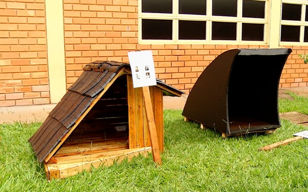 Alunos de engenharia civil constroem casas para cães de rua em Goiatuba, em Goiás — Foto: Reprodução/TV Anhanguera