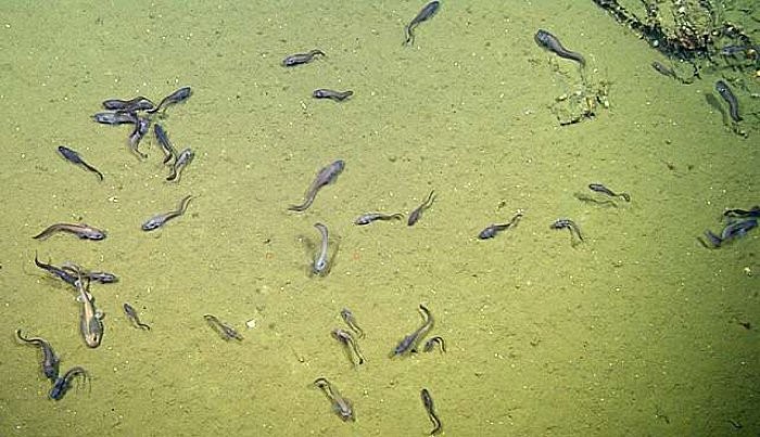 Cientistas investigam a resistência de peixe que vive no fundo do mar (Foto: Divulgação/ MBARI)