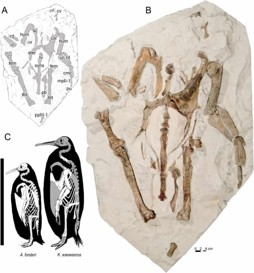 Fóssil da nova espécie de pinguim gigante que viveu no Oligoceno (Foto: Simone Giovanardi et.al)