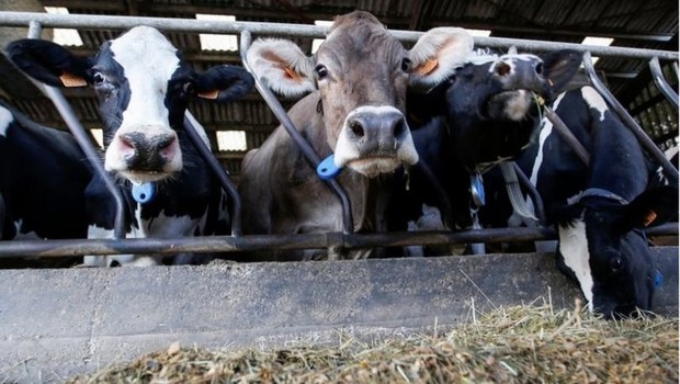 Relatório preliminar da ONU diz que dieta à base de vegetais poderia reduzir em 50% emissões de gases poluentes, comparada à dieta Ocidental de alto consumo de carne (Foto: Reuters/Regis Duvignau via BBC News Brasil)