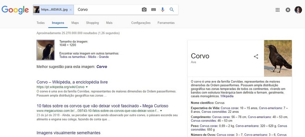 Gato Ou Corvo Foto Se Espalha Na Internet E Confunde Ate O Google Downloads Techtudo