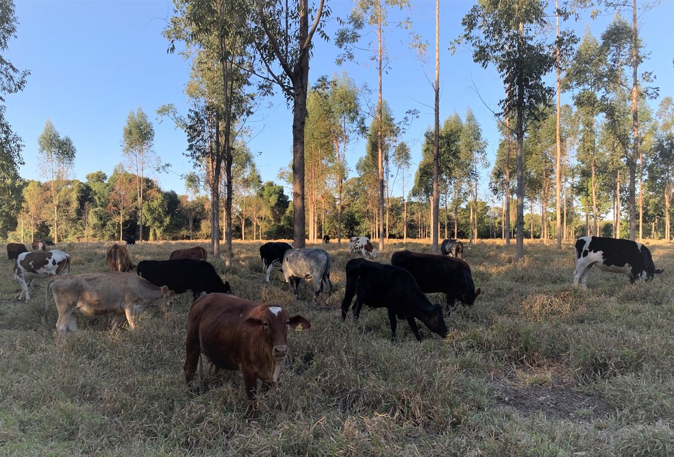 Plantio de árvores ajuda a compensar emissão de gases e fornece sombra aos animais. — Foto: Fabio Bonini