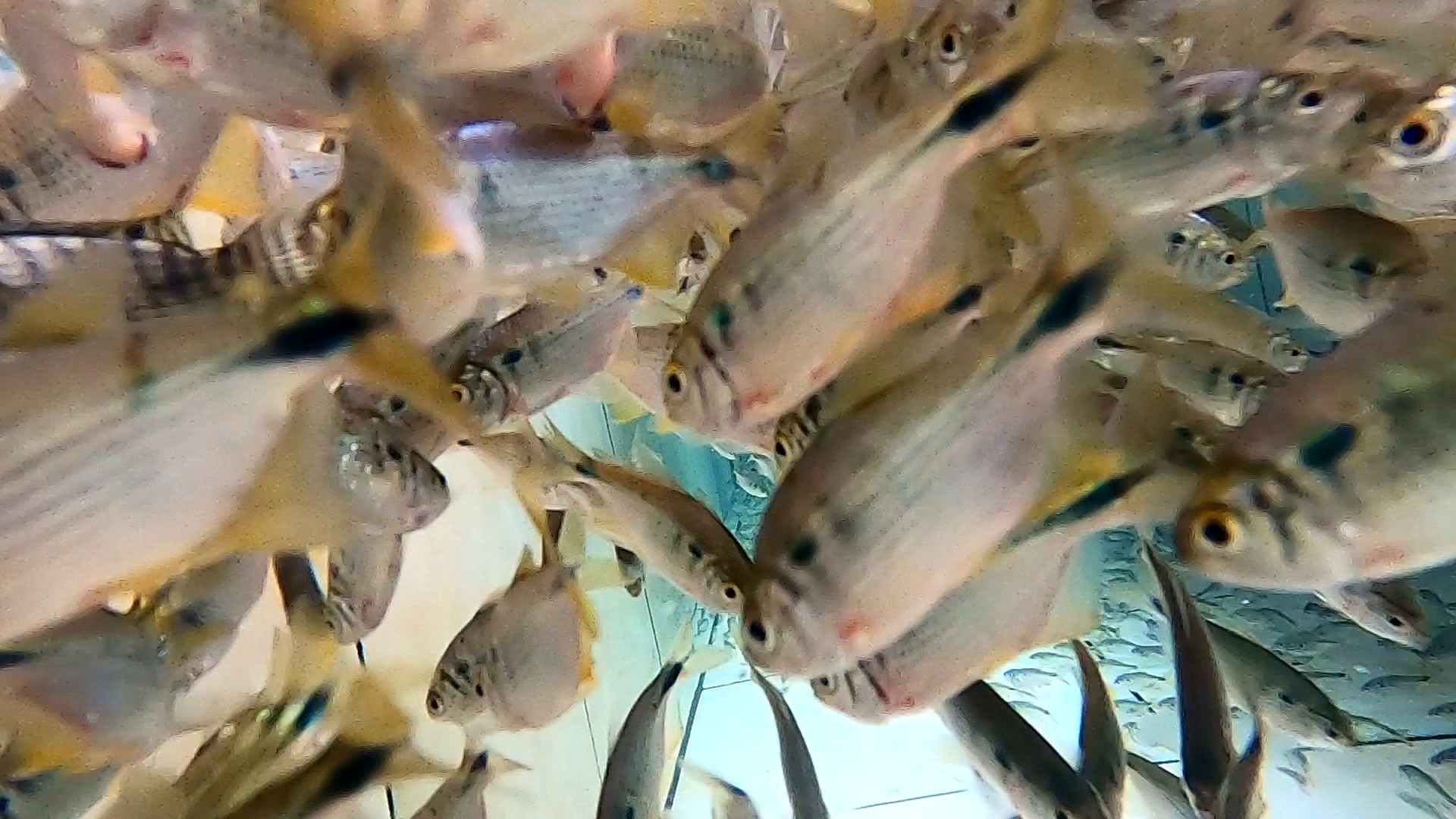 Produtores de iscas aproveitam maior demanda no período de piracema 