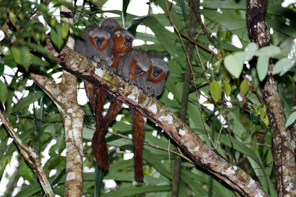 Macaco zogue-zogue-rabo-de-fogo foi descoberto em dezembro de 2010, no noroeste do Mato Grosso (Foto: WWF/Divulgação)
