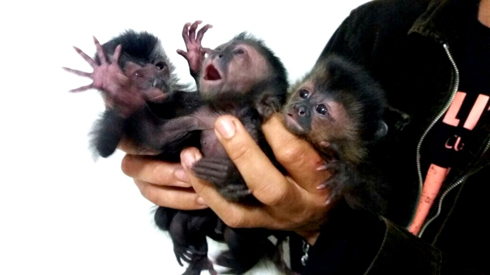 Os filhotes de macaco-prego foram encaminhados à Polícia Ambiental de Ourinhos (SP) (Foto: Polícia Rodoviária Federal/Divulgação)