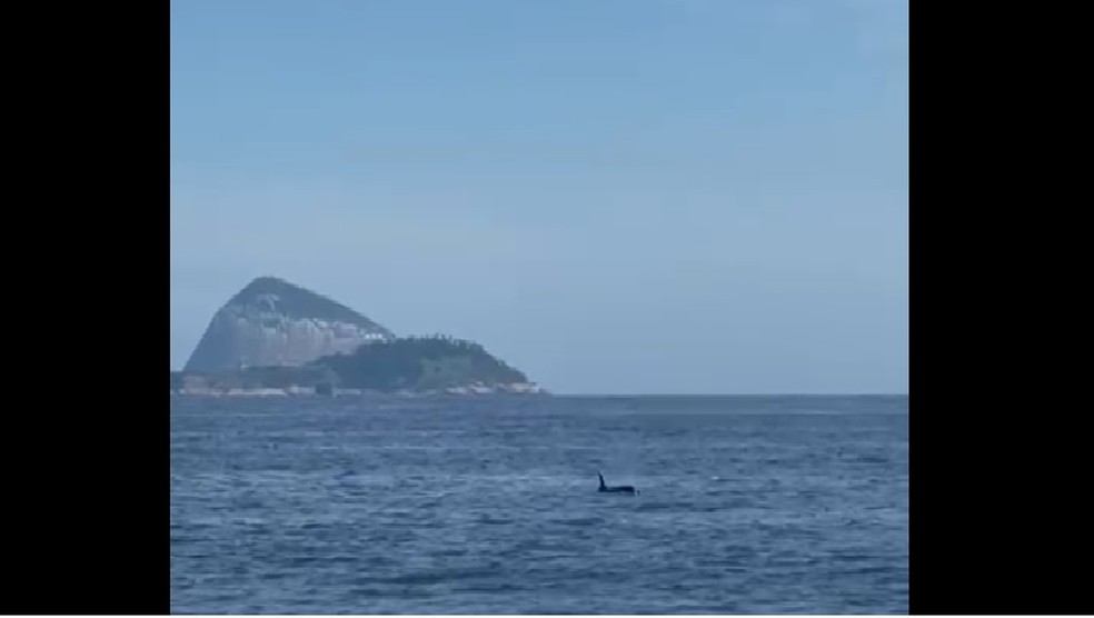Baleias passearam no mar do Leblon na tarde desta terça-feira (14) — Foto: Reprodução redes sociais