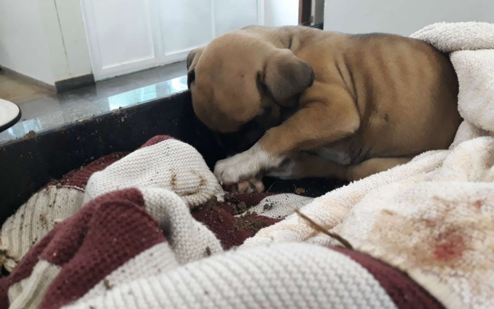 CÃ£o resgatado apÃ³s ter sido enterrado vivo no GuarÃ¡, no DF (Foto: PolÃ­cia Militar do DF/DivulgaÃ§Ã£o)