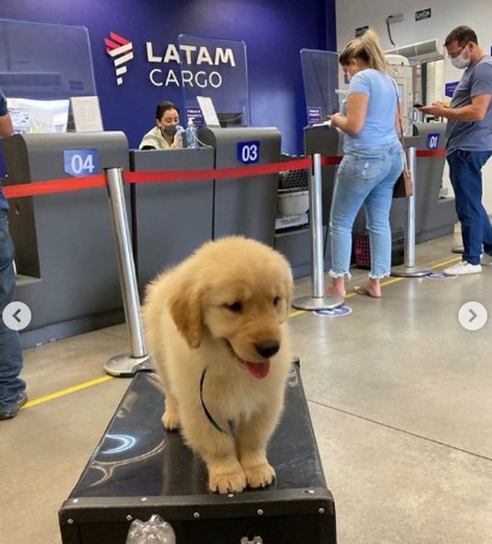 Cachorro morre após voo Rio-SP, e dona culpa a companhia aérea | Rio de  Janeiro | G1