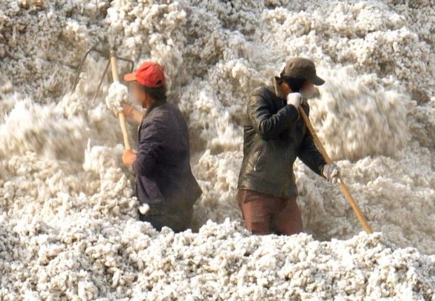 BBC: Mais de 1 milhão de pessoas trabalham na colheita de algodão em Xinjiang sob condições questionáveis (Foto: VIA BBC)