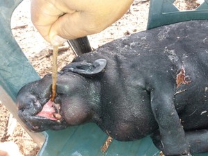 Animal com aparência de porco intrigou moradores (Foto: Arquivo Pessoal / Filho Visgueira)