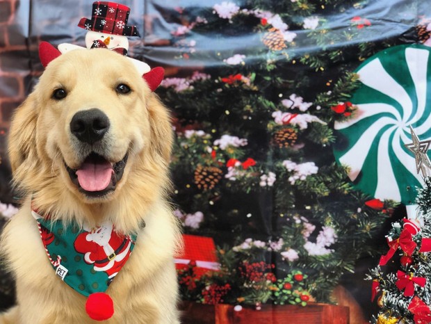 Como tirar fotos dos pets em clima de Natal - Casa Vogue