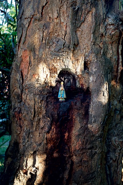Altar | Encravada no tronco da jaqueira, a padroeira Nossa Senhora Aparecida lembra a devoção de Dona Glória (Foto: Marco Antonio)