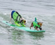 Cães disputam campeonato mundial de surf na Califórnia