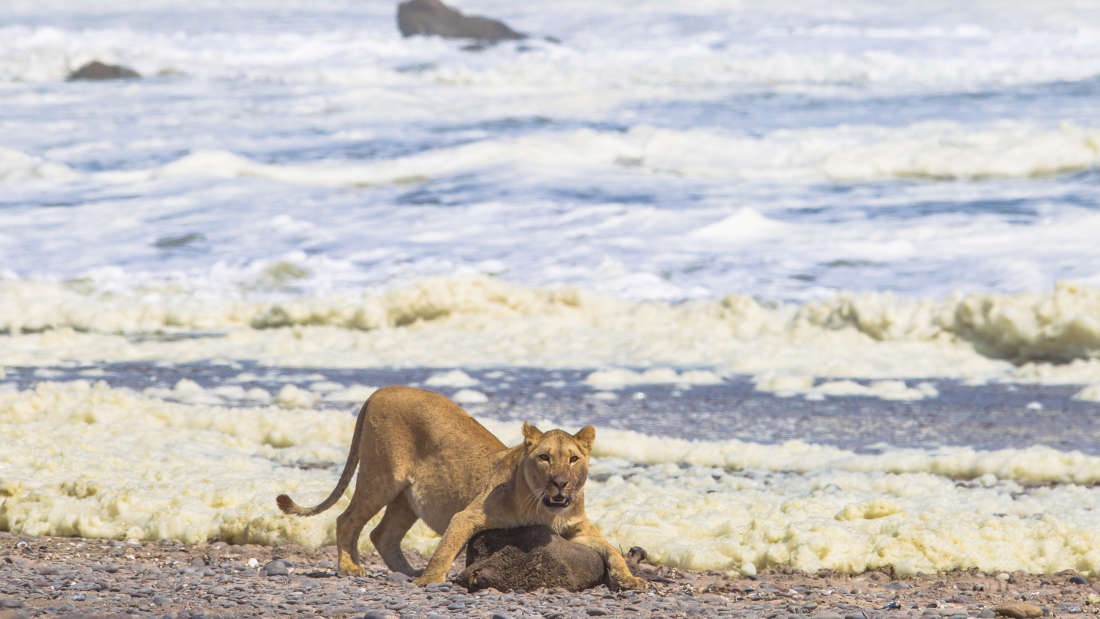 Leão do deserto da NamÃ­bia se alimenta de foca (Foto: The Namibian Journal of Environment)